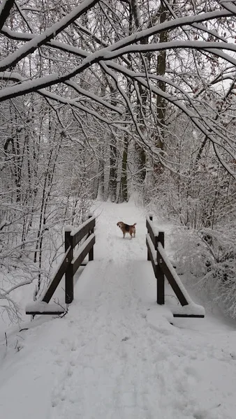 Lasek Chropaczowski
